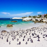 Cape Town'da yapılacak 20 şey